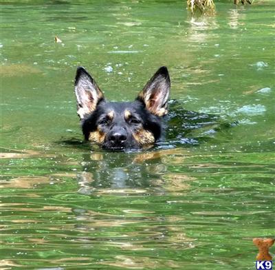 German Shepherd Puppies for Sale